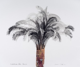 Andalucian Palm Gaucin