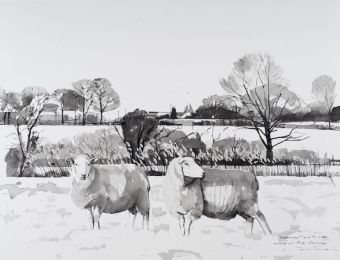 Two Marsh Sheep