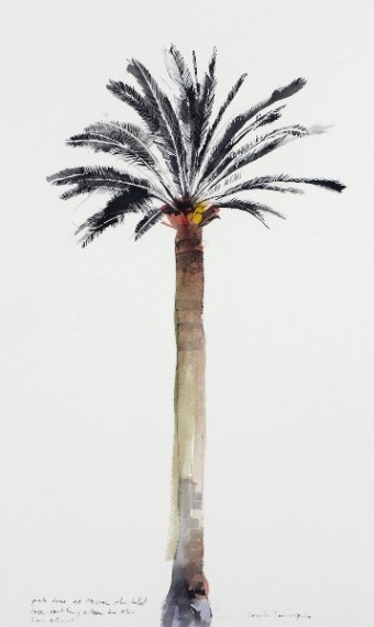 Tall Palm, Menton